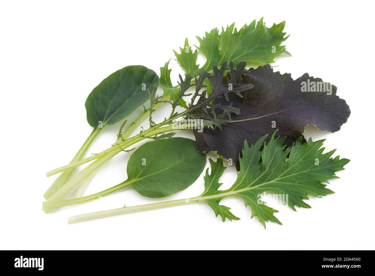 Asiatischer Salat mix auf weißem Hintergrund Stockfoto