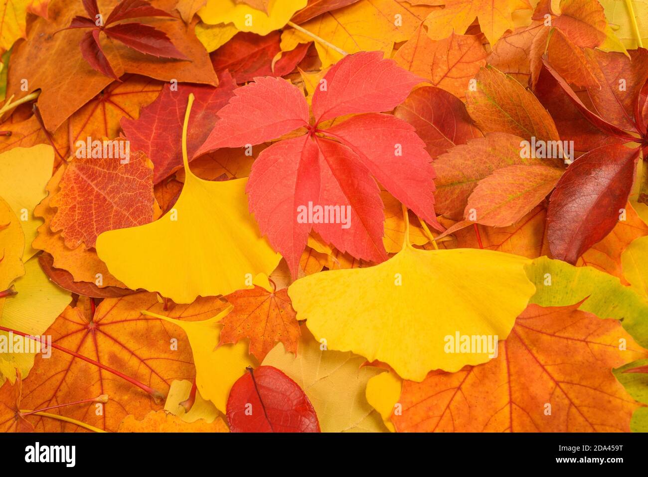 Getrocknete Blätter Hintergrund, Blätter fallen im Herbst Stockfoto