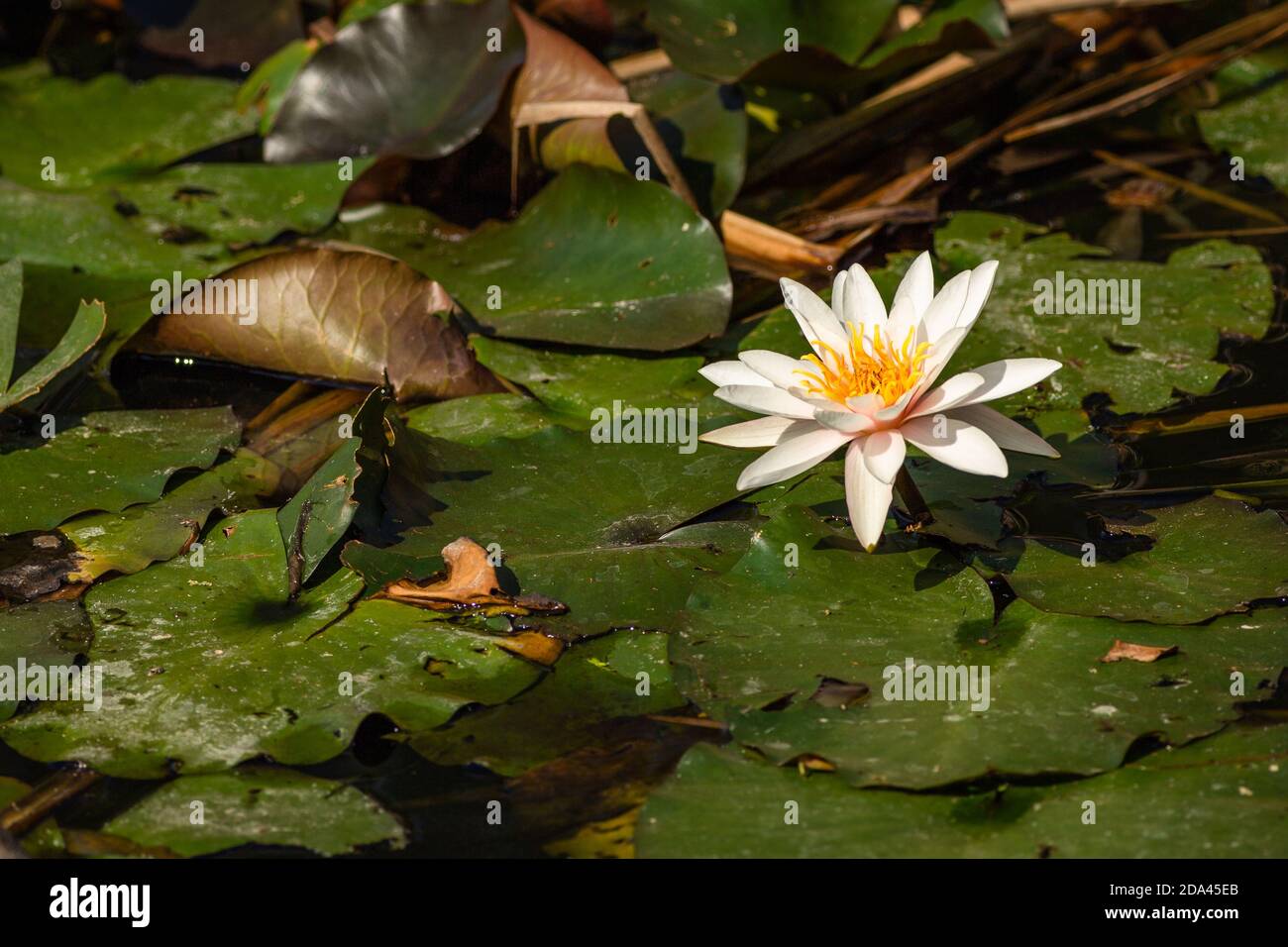 Eine rosa weiße Seerosenblüte mit leuchtend orangefarbenem Staubfaden, die im Wasser mit grünen Blättern wächst. Sonniger Sommertag in einem Gartenteich. Stockfoto