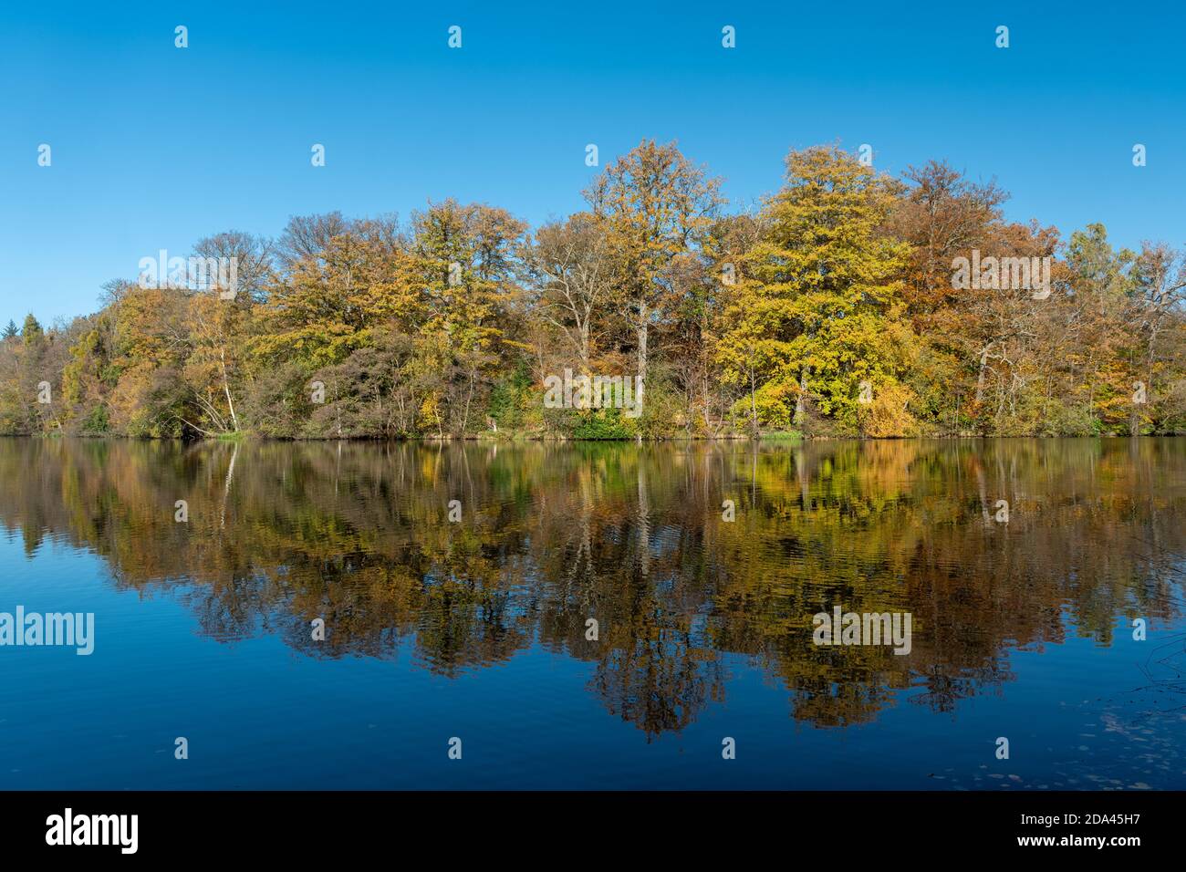 Herbstfarben am Virginia Water Lake im Windsor Great Park, England, Großbritannien, mit Reflexen der Bäume im Wasser und klarem blauen Himmel Stockfoto