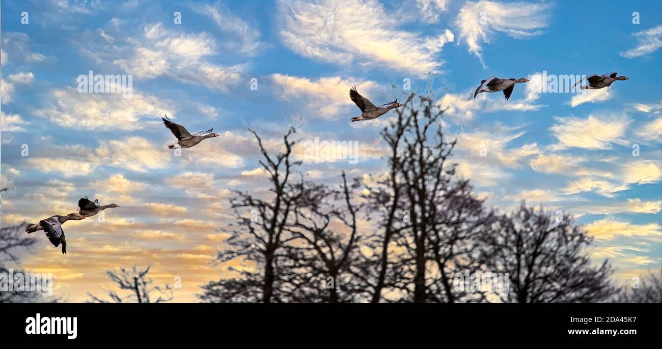 Schar von Graugänsen, die in Formation gegen einen Sonnenuntergang fliegen Himmel Stockfoto