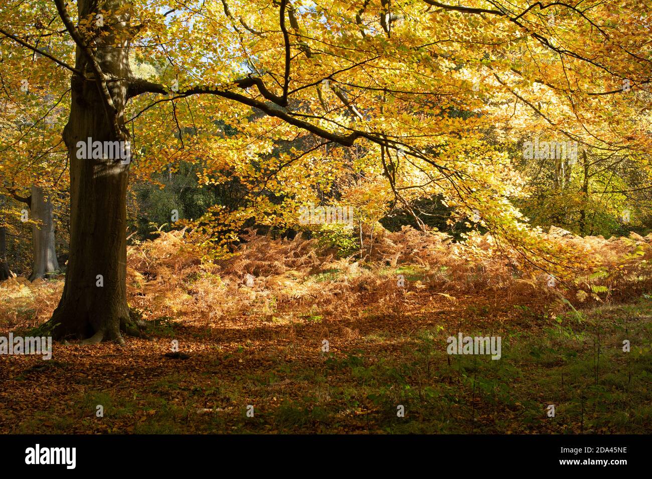 Herbstfarben im Wald, goldene und bronzefarbene Blätter auf reifen Buchen, Großbritannien Stockfoto
