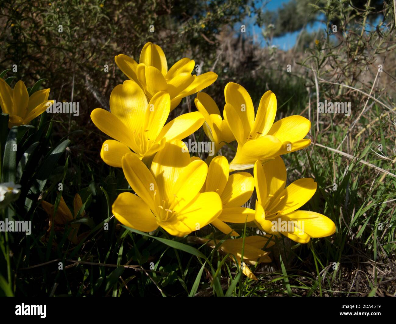 Herbst Narzisse (Sternbergia lutea) Stockfoto