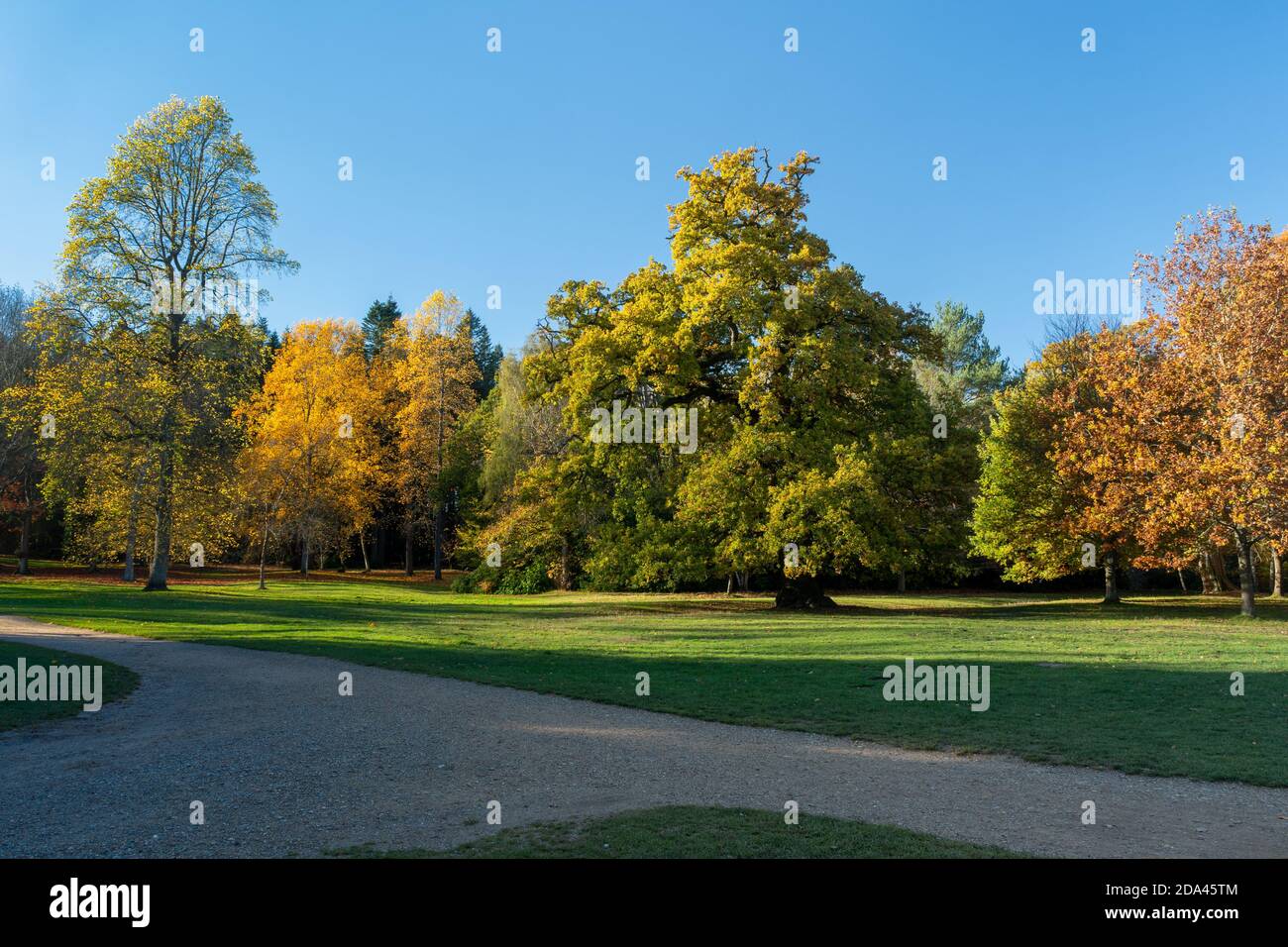 Herbstfarben reife Bäume in Windsor Great Park, England, Großbritannien, im November Stockfoto