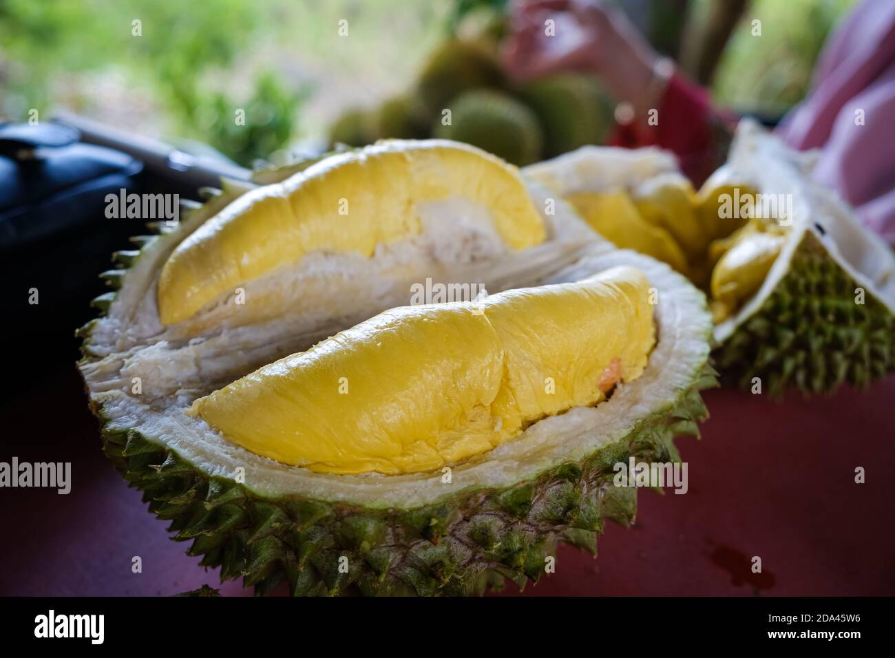 Geschlossene Aufnahme des Musang King Durian, auch bekannt unter seinem ursprünglichen Namen Raja Kunyit, hat tiefgelbes Fleisch, breite und stumpfe Spitzen, eine Lücke zwischen Th Stockfoto