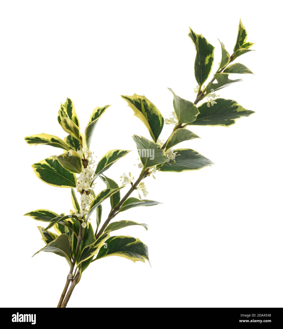 Holly osmanthus Zweig isoliert auf weiß Stockfoto