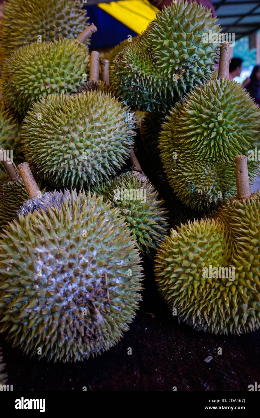 Geschlossene Aufnahme des Musang King Durian, auch bekannt unter seinem ursprünglichen Namen Raja Kunyit, hat tiefgelbes Fleisch, breite und stumpfe Spitzen, eine Lücke zwischen Th Stockfoto