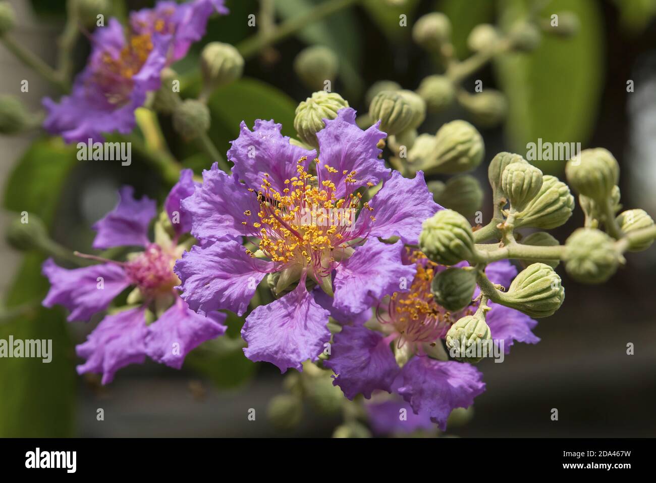 Nahaufnahme von lagerstroemia macrophylla Fotos und Bildmaterial in