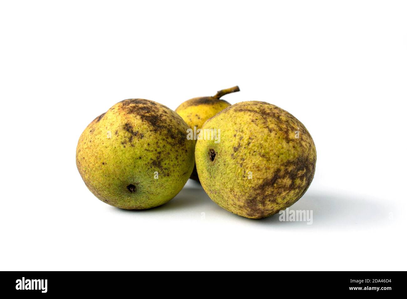 Ostasiatische schwarze Walnuss oder Juglans nigra friuts isoliert auf weiß mit Schatten. Stockfoto