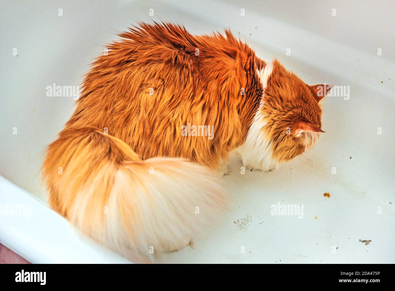 Charmante Erwachsene rote Katze im schmutzigen Bad Stockfoto