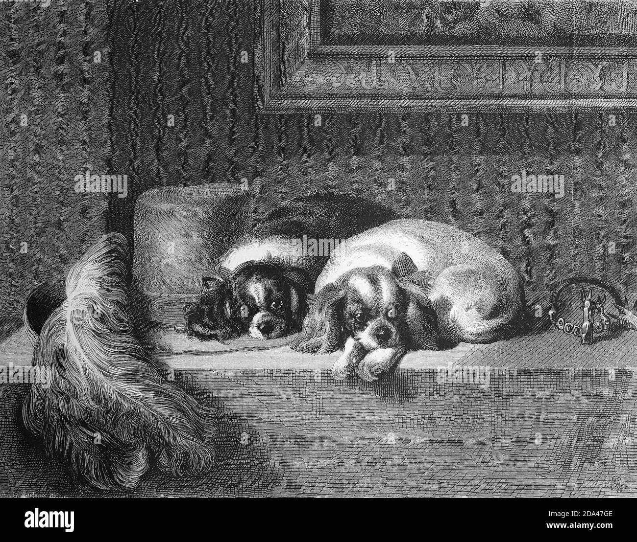 Hundewelpen liegen auf einem Tisch und warten / Hundewelpen liegen auf einem Tisch und warten, Historisch, historisch, digital verbesserte Reproduktion eines Originals aus dem 19. Jahrhundert / digitale Produktion einer Originalvorlage aus dem 19. Jahrhundert Stockfoto
