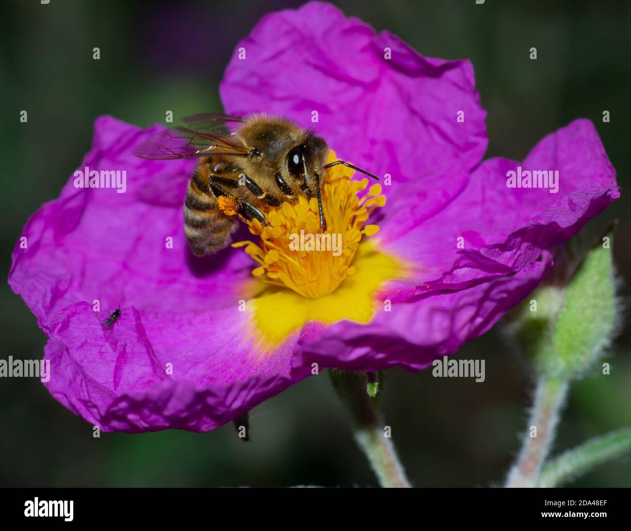 Nahaufnahme der Honigbiene bestäubt auf Steinrose Blume Stockfoto