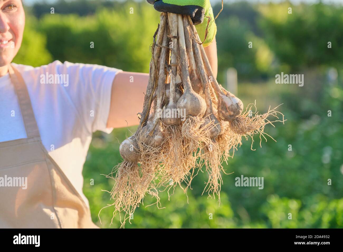 Nahaufnahme Bündel von frischen gegrabenen Knoblauchpflanze in der Hand, Ernte Knoblauch Stockfoto