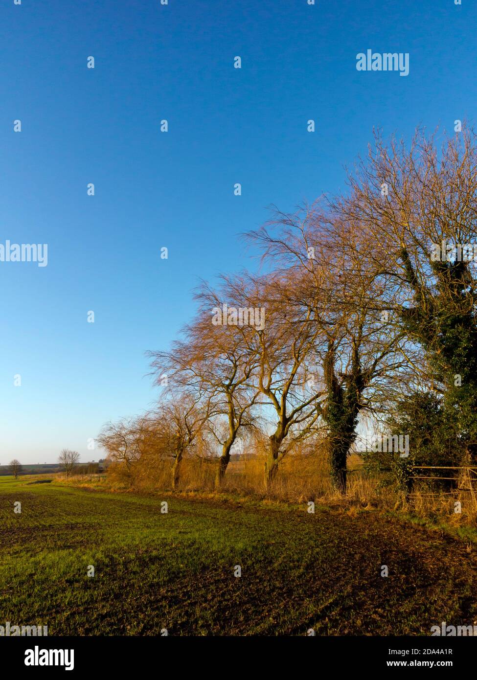 Ecke eines Feldes in der Nähe von West Ashby in Lincolnshire England GB für den Anbau von Ackerpflanzen mit Bäumen auf einer Seite des Rahmens verwendet. Stockfoto