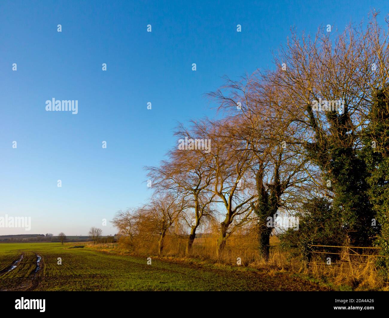 Ecke eines Feldes in der Nähe von West Ashby in Lincolnshire England GB für den Anbau von Ackerpflanzen mit Bäumen auf einer Seite des Rahmens verwendet. Stockfoto