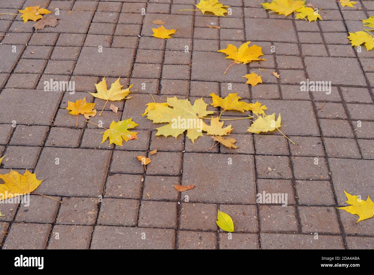 Laubfall.Herbsthintergrund mit gefallenen bunten gelben, goldenen Ahornblättern auf dem braunen Fliesenstein Gehweg. Helles Herbstlaub. Stockfoto