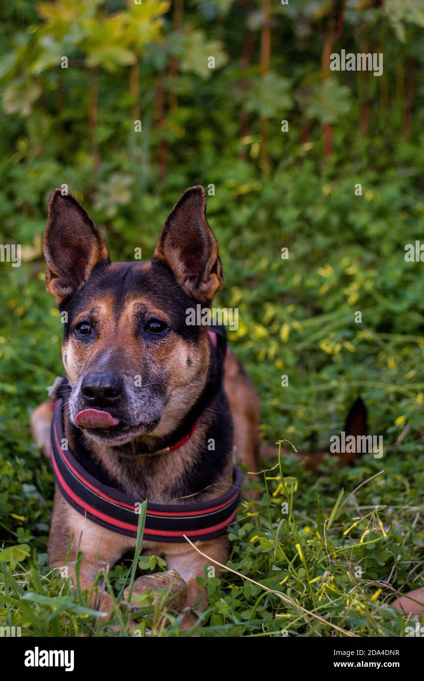 Deutscher Schäferhund bei einem Spaziergang im Wald. Stockfoto