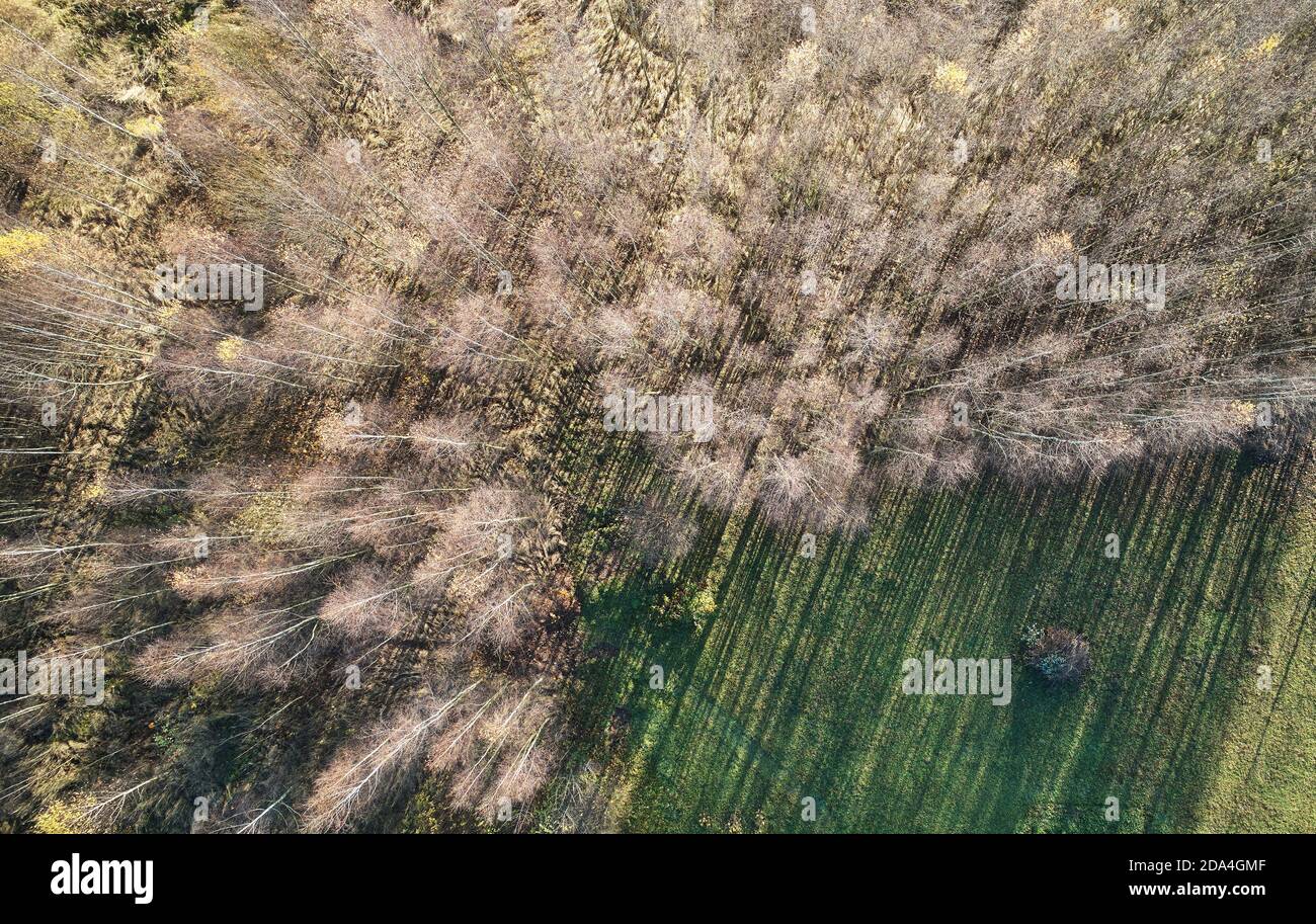 Weißer Wald mit grünem Herbstfeld über der Dronen-Ansicht Stockfoto