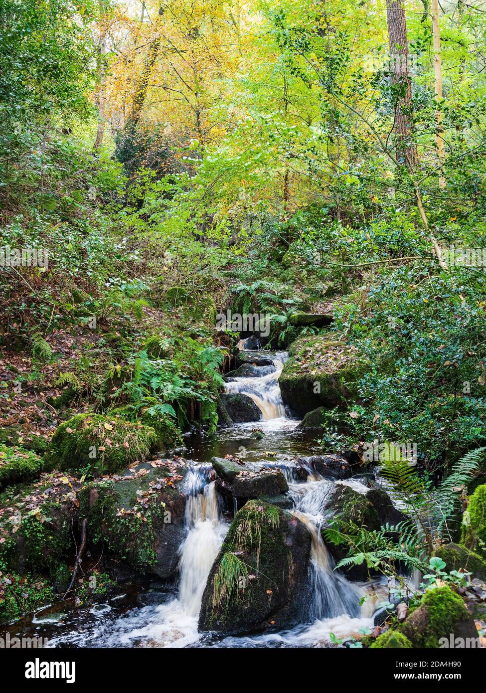 Waldwasserfall, der durch Felsbrocken fließt, im Herbst in einem Wald. Hebers Ghyll. Ilkley. Yorkshire Stockfoto