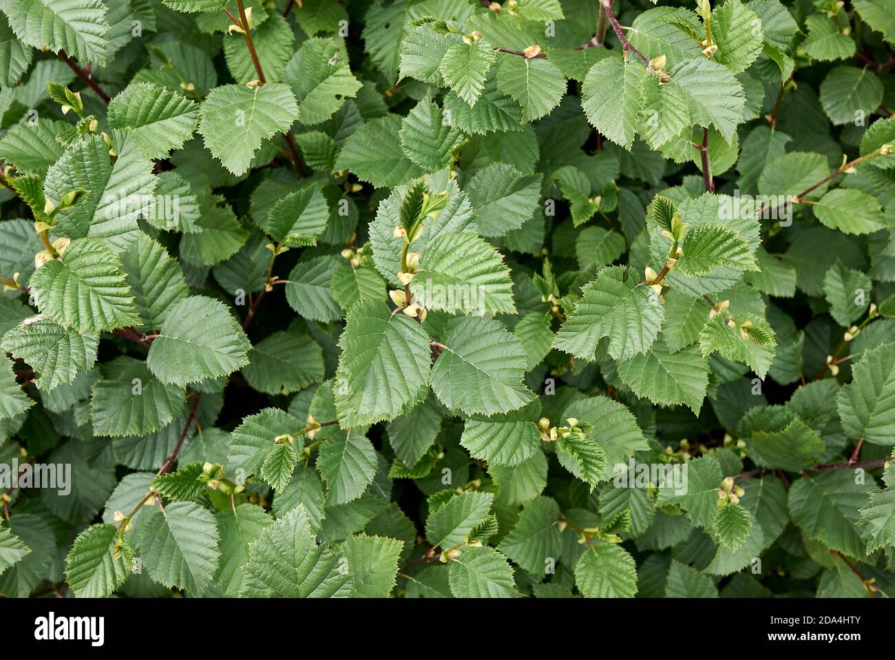 Alnus incana frische Blätter Stockfoto