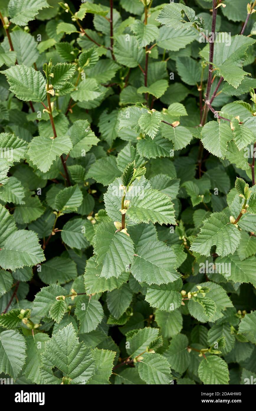 Alnus incana frische Blätter Stockfoto