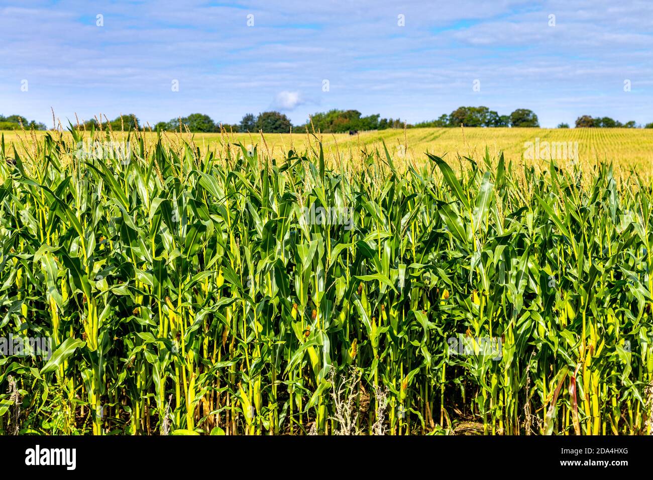 Süßes Maisfeld zwischen Baldock und Radwell entlang der C12-Radroute, Hertfordshire, Großbritannien Stockfoto