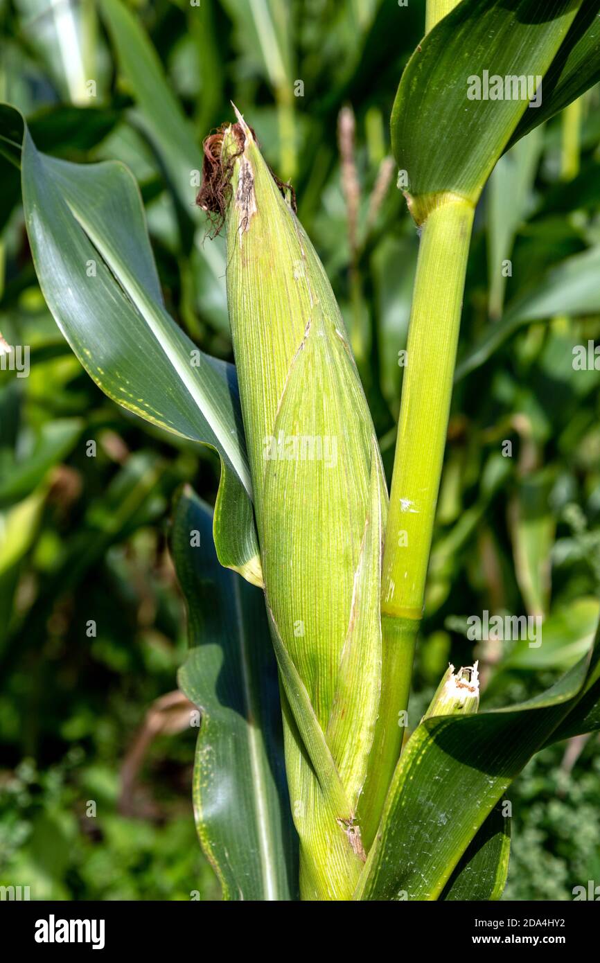 Nahaufnahme einer Maiskolben, die in einem süßen Maisfeld wächst (Baldock, Hertfordshire, UK) Stockfoto