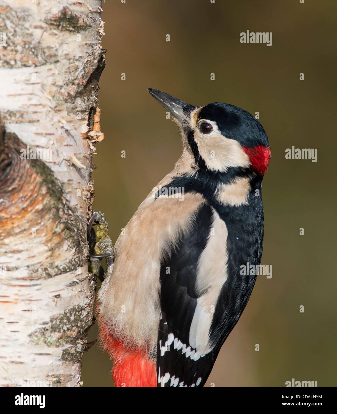 Männlicher Buntspecht (Dendrocopus major) auf einer silbernen Birke. Stockfoto