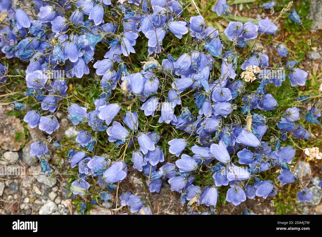 Campanula cochleariifolia blaue Blüten Stockfoto