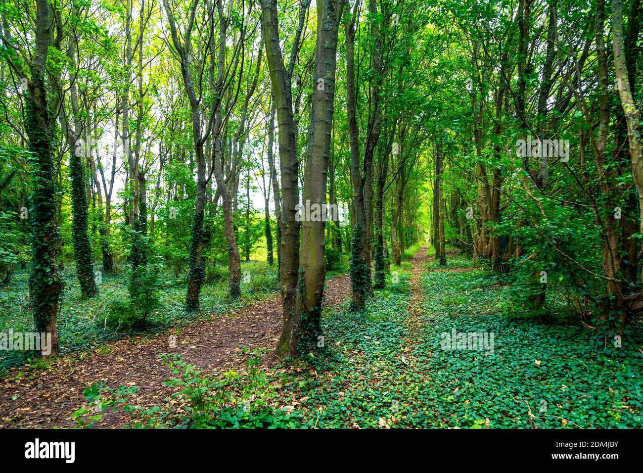 Dichte Wälder in der Nähe von Baldock entlang der C12-Radroute, Hertfordshire, Großbritannien Stockfoto