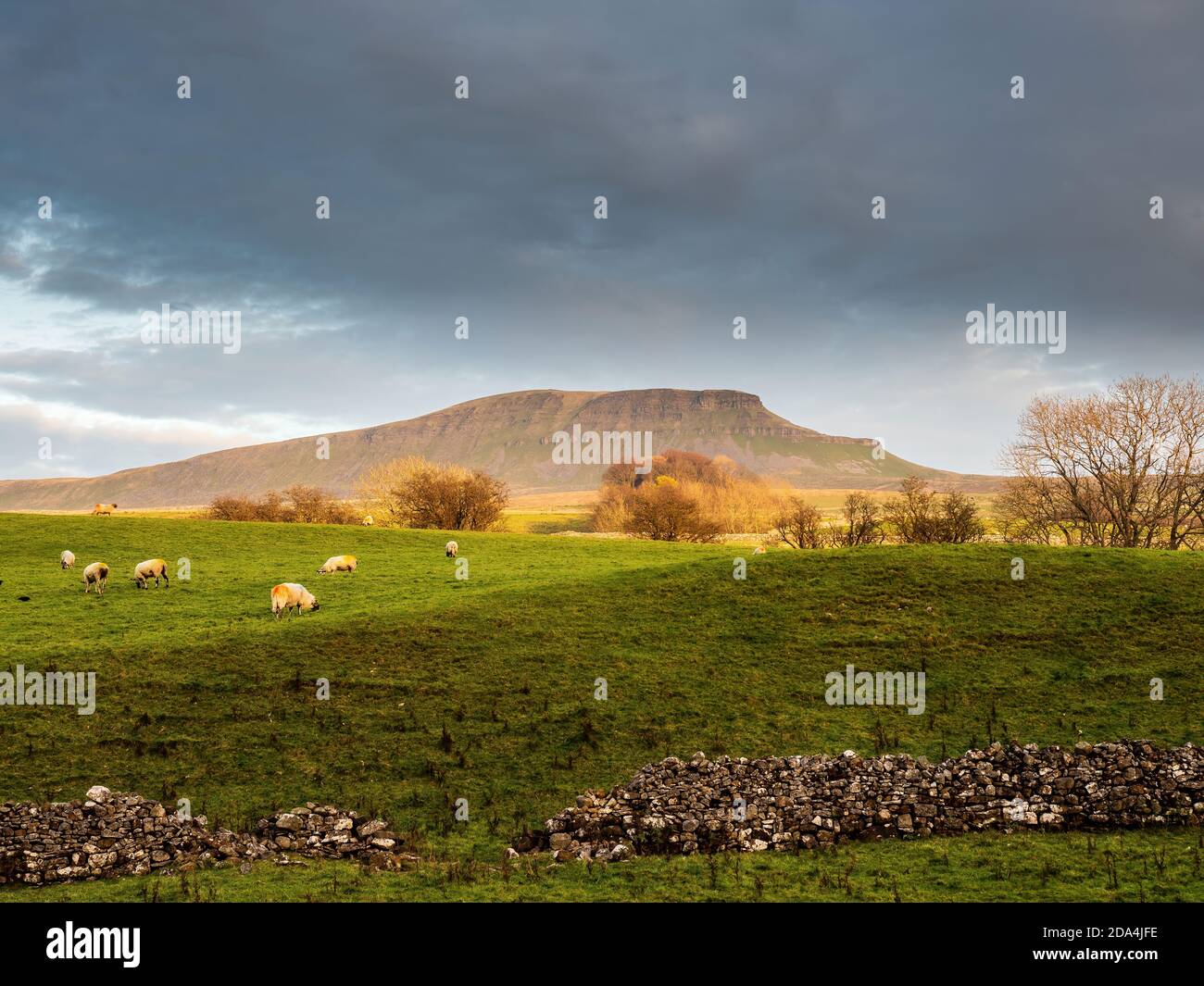 Pen-y-gent Berg bei Sonnenuntergang. Mit 2277 Fuß ist es einer der drei Gipfel der Yorkshire Berge. Yorkshire Dales National Park Stockfoto