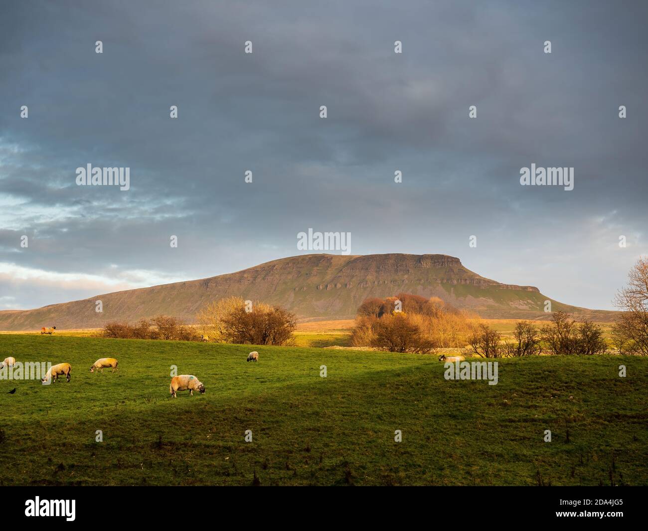 Pen-y-gent Berg bei Sonnenuntergang. Mit 2277 Fuß ist es einer der drei Gipfel der Yorkshire Berge. Yorkshire Dales National Park Stockfoto