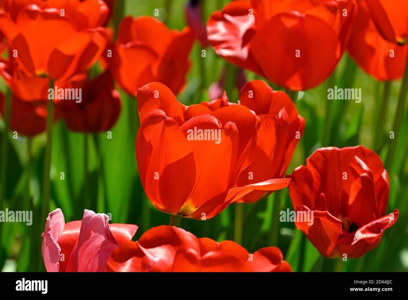 Rote Tulpen in blühender Tulipa Stockfoto