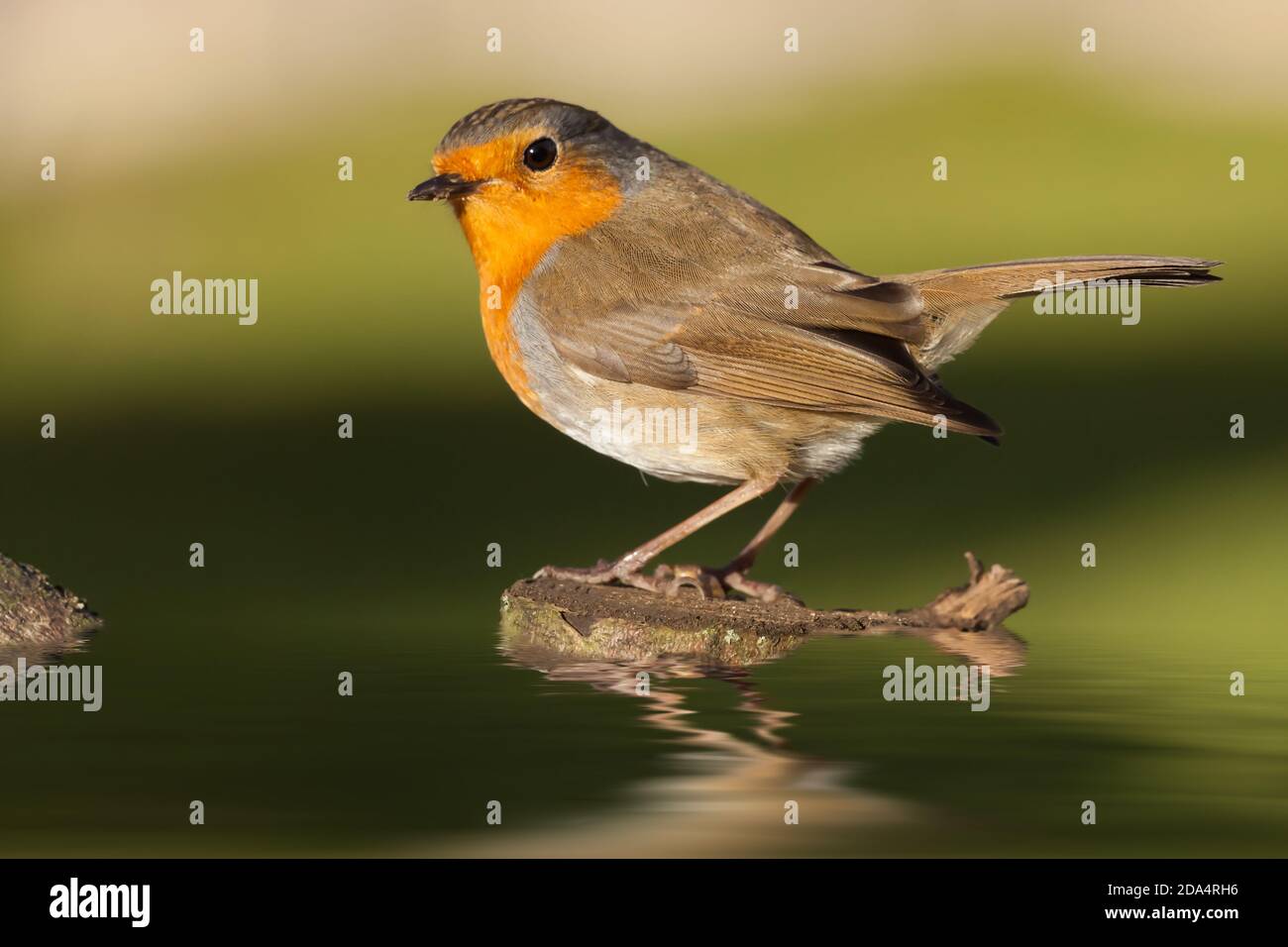 Britische Rotkehlchen thront auf einem Holzbalg im Wasser in der frühen Morgensonne. Nahaufnahme der natürlichen Tierwelt Stockfoto