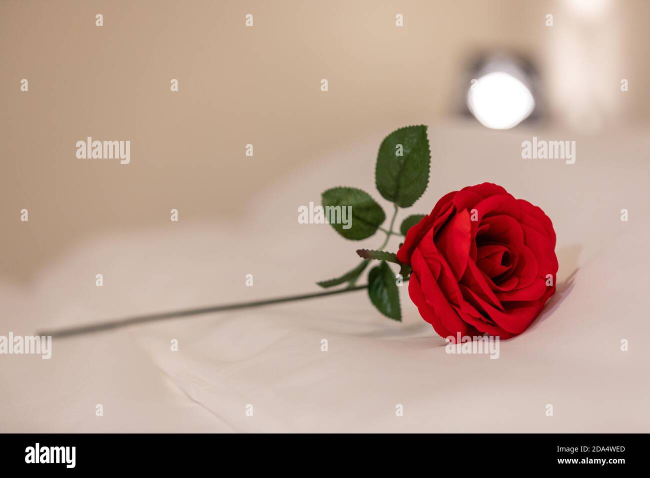 Rote Rose ruht auf einem Bett. Fokus auf den Vordergrund. Romantik im Schlafzimmer. Blume mit grünem Stiel. Stockfoto