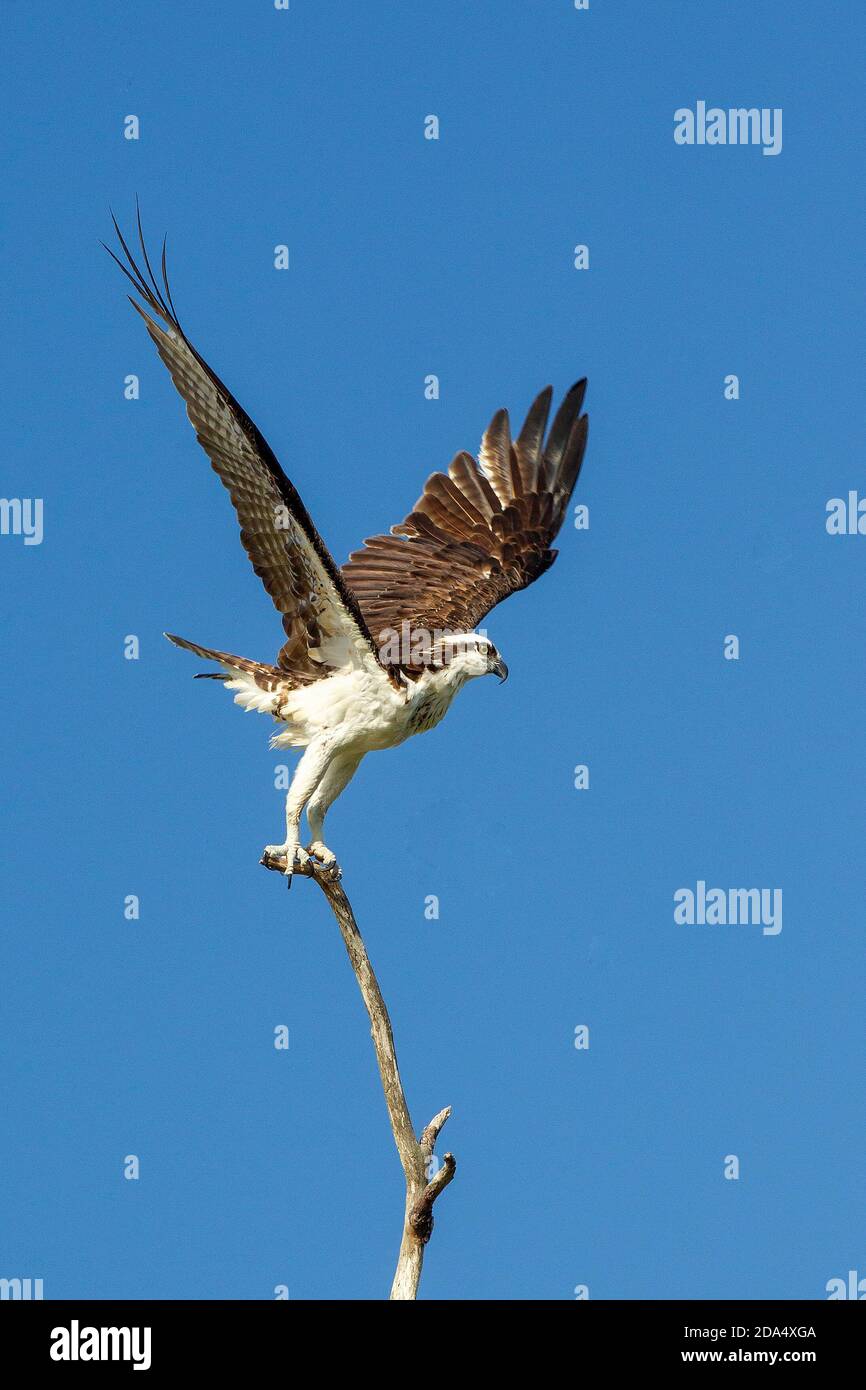 Fischadler in Everglades National Park.Pandion haliaetus Stockfoto