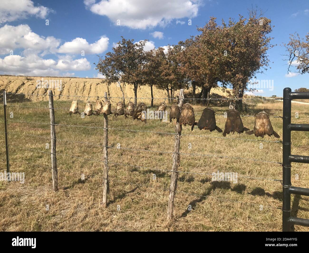 Wels hängen an einem Zaun in der Nähe von Graham Texas Stockfoto