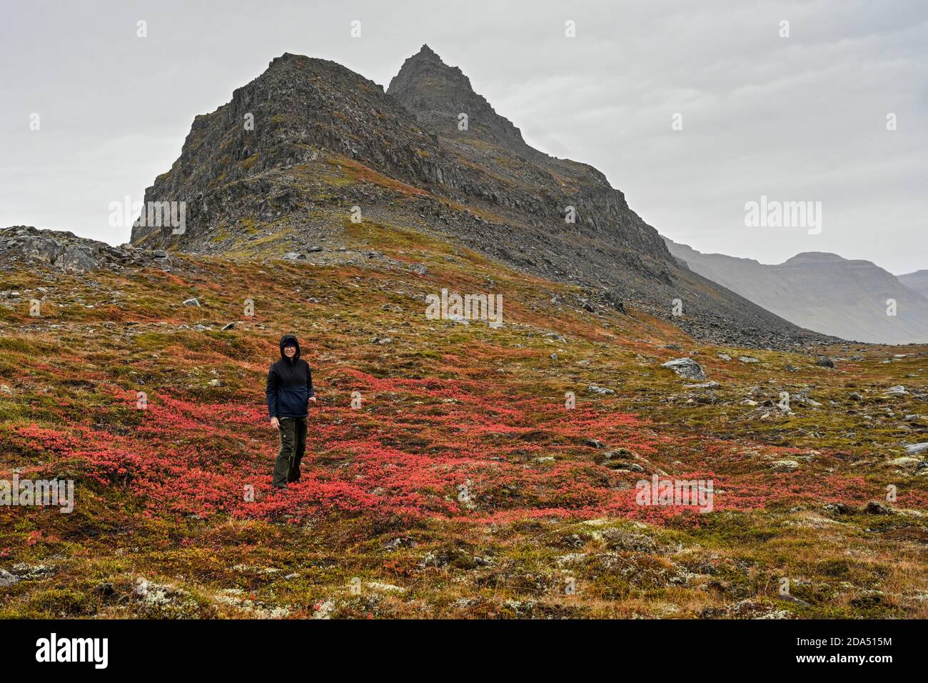 Frau im Feld der Wildblumen, Sudavik, Westfjorde, Island Stockfoto