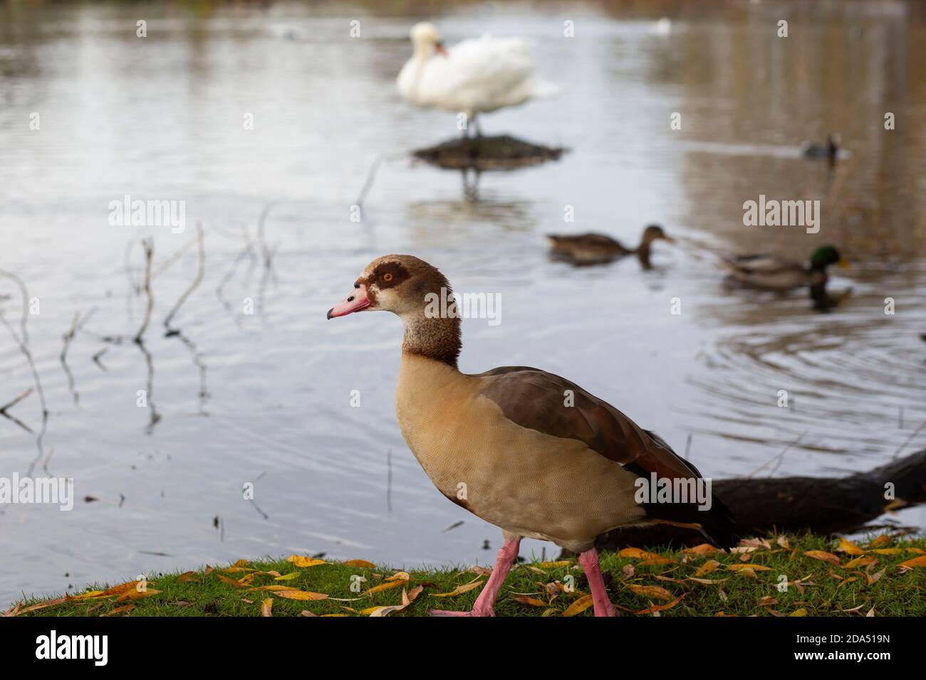 Ägyptische Gans an einem See Stockfoto