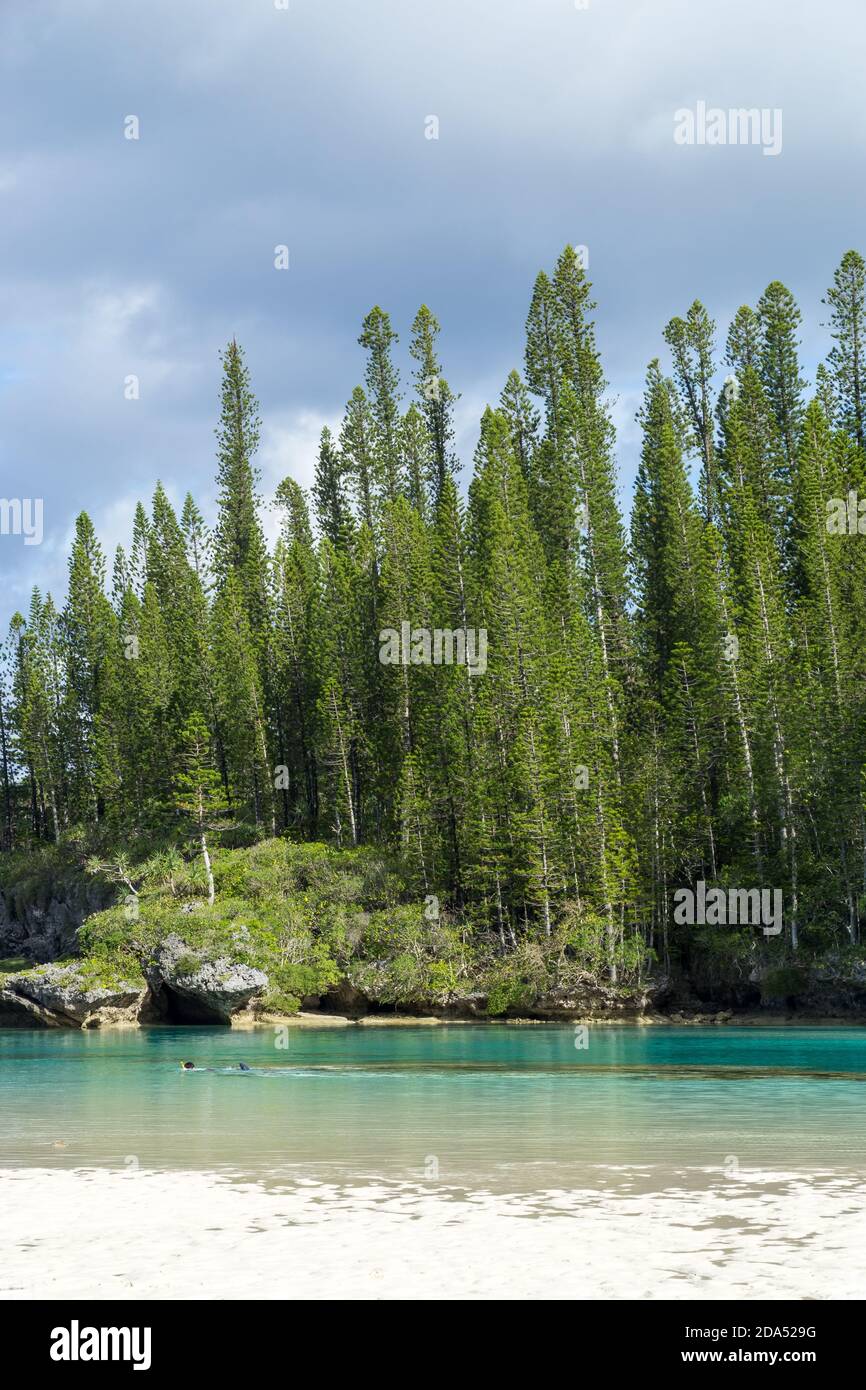 Wald von Araucaria Kiefern. Insel der Kiefern in neukaledonien. Türkisfarbenes und durchscheinendes Wasser entlang des Waldes Stockfoto