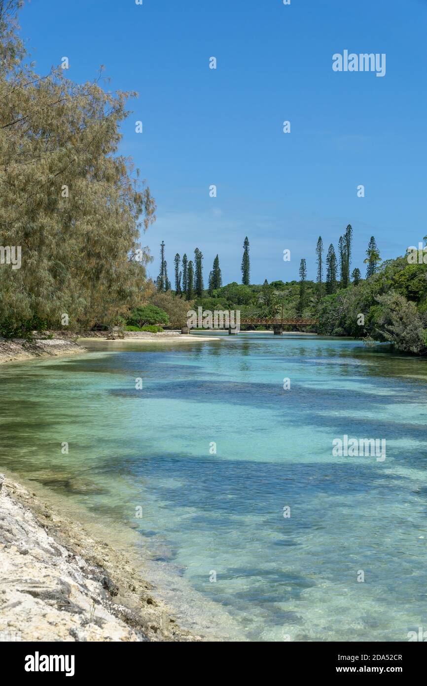 Wald von Araucaria Kiefern. Insel der Kiefern in neukaledonien. Türkisfarbener Fluss entlang des Waldes. Blauer Himmel Stockfoto