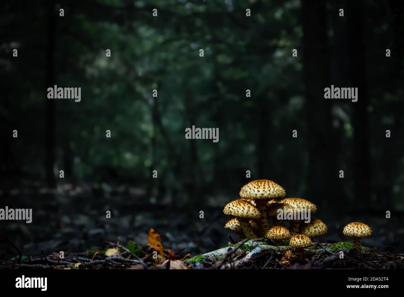 Nahaufnahme von Pilzen im dichten Wald. Dunkler Hintergrund. Wilde Pilze wachsen an Baumwurzeln im Dese-Wald. Dunkelgrüne Töne. Softiges Licht in Hölzern. Stockfoto
