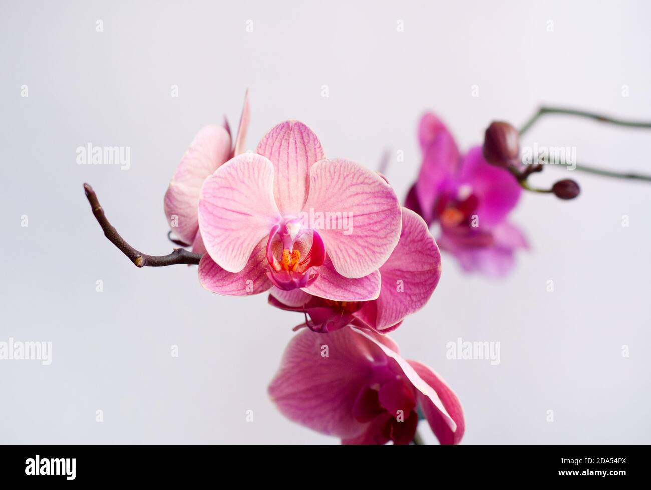 Rosa schöne phalaenopsis Orchideenblume Stockfoto
