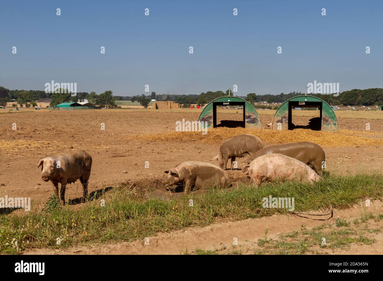 Schweine auf einer Schweinehaltung in Suffolk, Großbritannien. Stockfoto