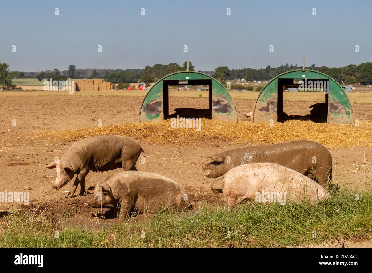 Schweine auf einer Schweinehaltung in Suffolk, Großbritannien. Stockfoto