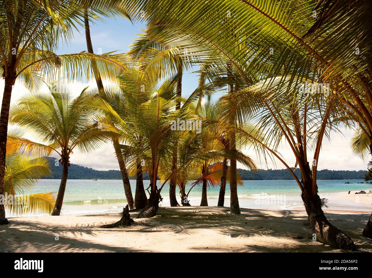 Unberührter, exotischer Strand mit Palmen und weißem Sand auf Isla Ranchería, Coiba Nationalpark (Parque Nacional de Isla Coiba). Panama, Mittelamerika Stockfoto