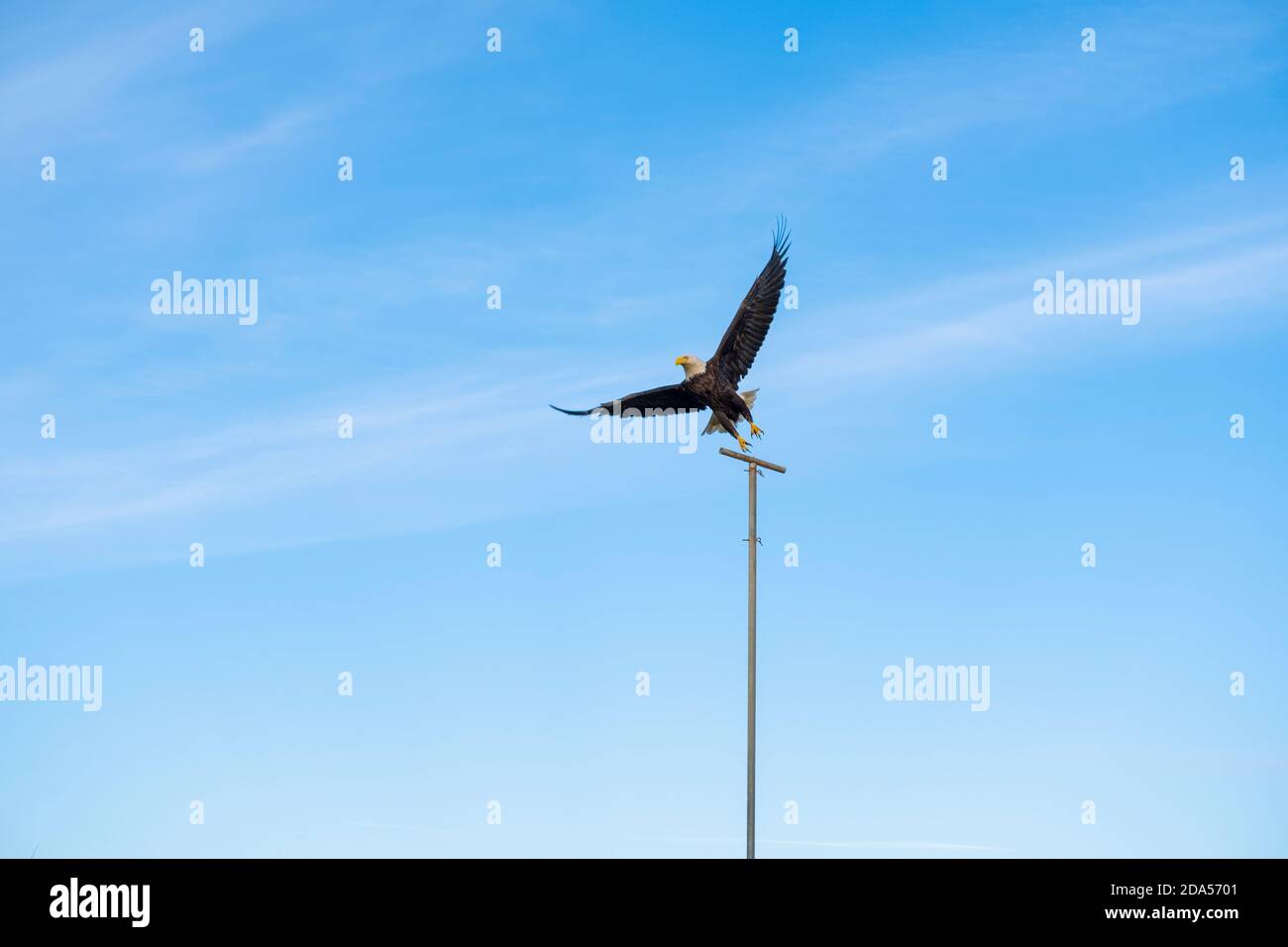 Weißkopfseeadler (Haliaeetus leucocephalus) auf einem Pfosten gegen blauen Himmel thront. Stockfoto