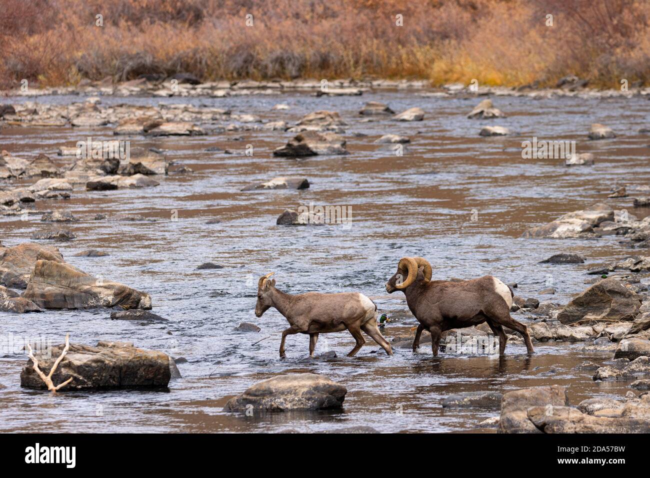 Bighorn Schafherde in Waterton Canyon Colorado Stockfoto