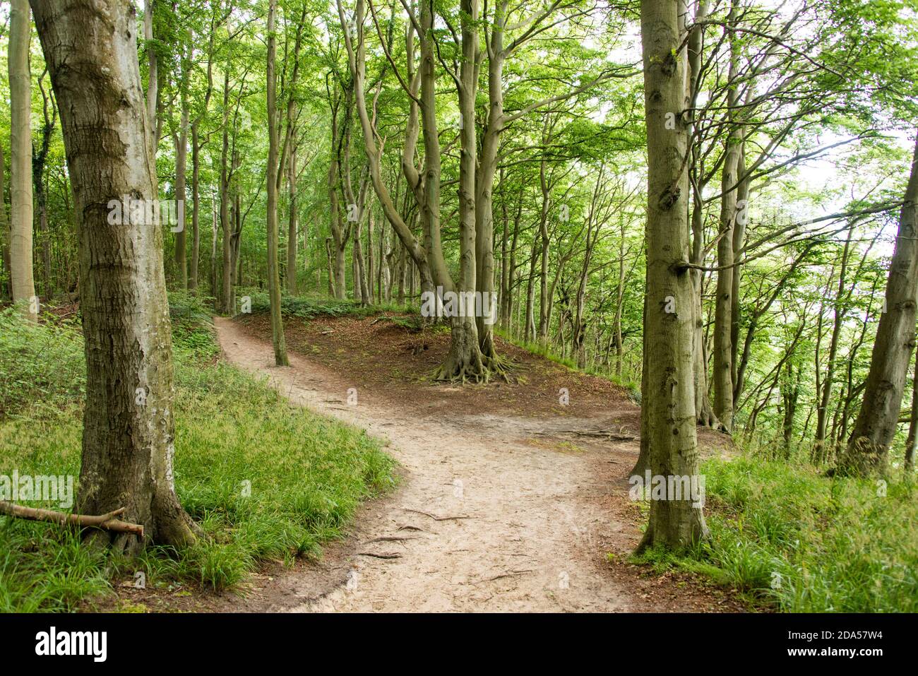 An einem hellgrünen Sommertag auf der Insel Rügen: Der Küstenwald von Granitz zwischen Sellin und Binz wird von Buche dominiert. Stockfoto