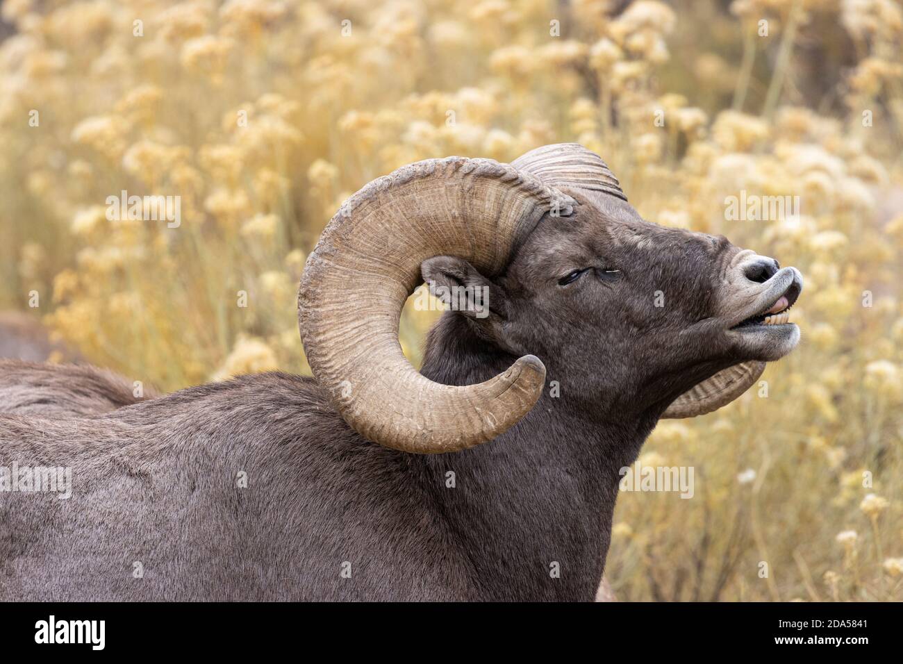 Bighorn Schafherde in Waterton Canyon Colorado Stockfoto